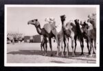 1960- Kuwait Postcard of Camels To Sweden